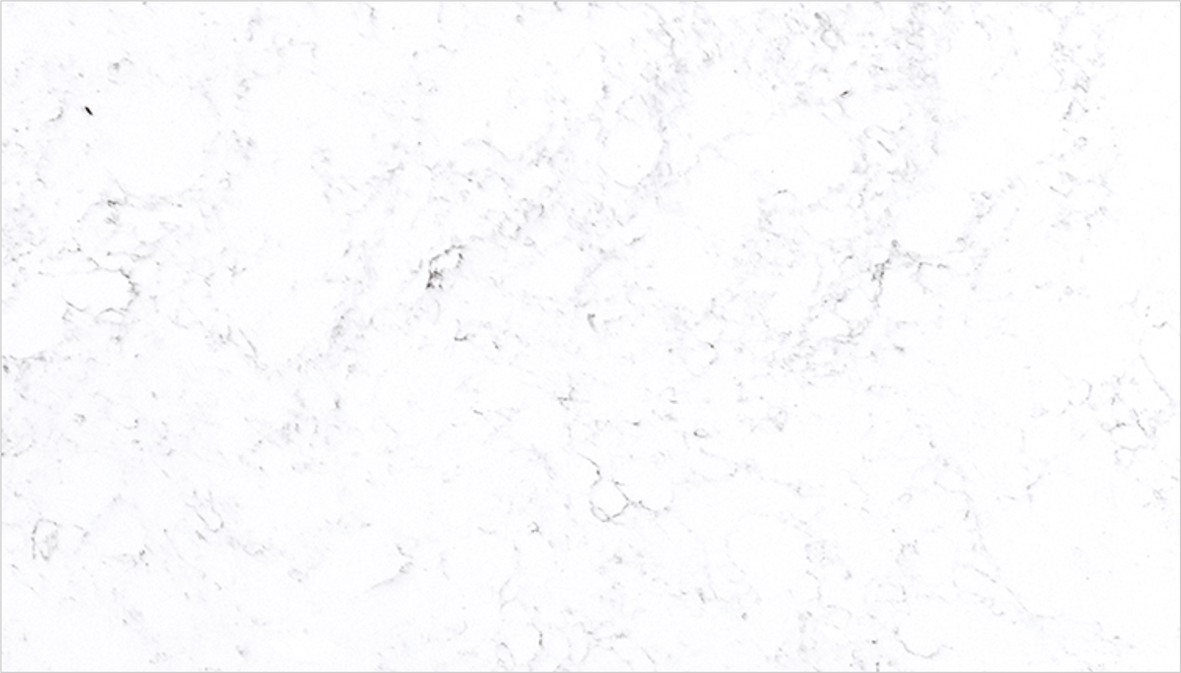 501-carrara-white